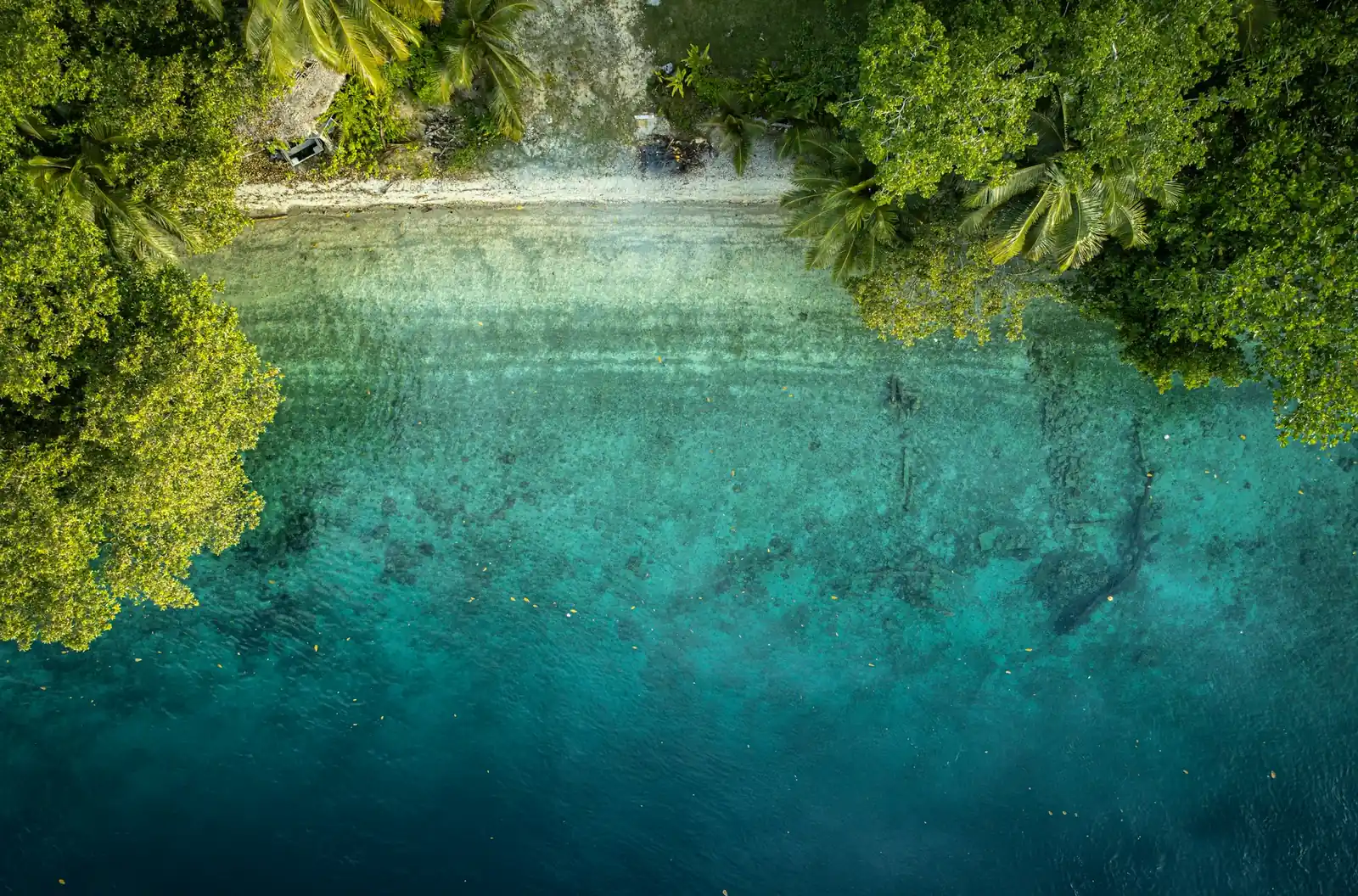 Klares Wasser über dem Riff, wo der Regenwald auf Espiritu Santo ans Meer reicht